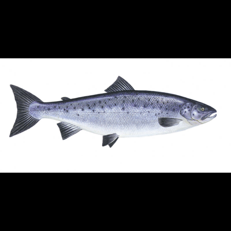 Salmon/trout float 0.25 50mm
